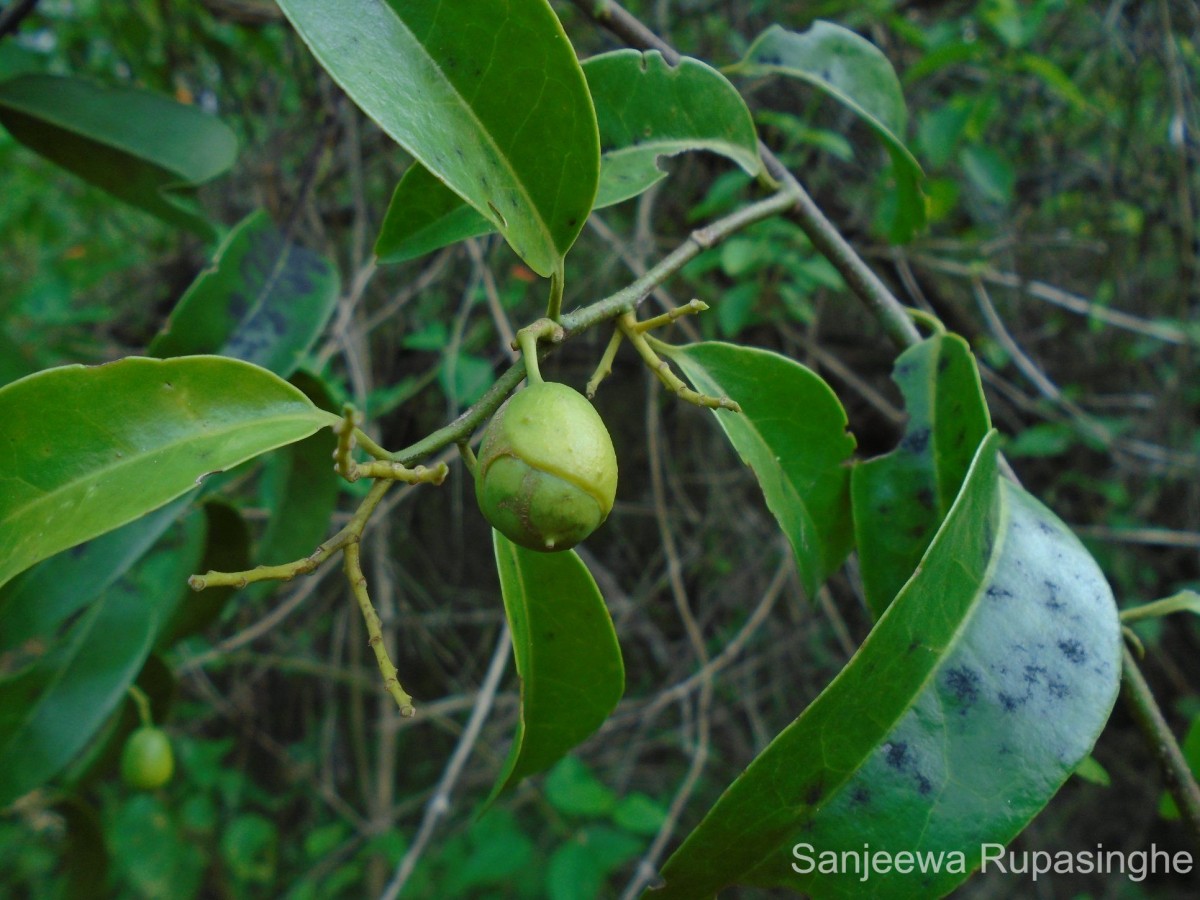 Olax scandens Roxb.